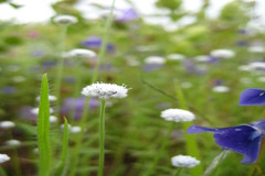 Eriocaulon sedgwickii